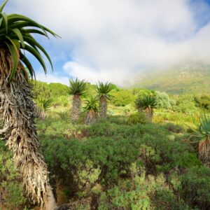 باغ گیاه شناسی Kirstenbosch اولین باغ گیاه شناسی در جهان