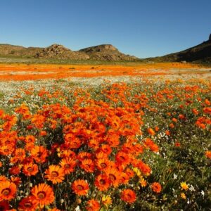 مسیر گل نواکالند جاذبه گردشگری شمال کیپ تاون آفریقای جنوبی