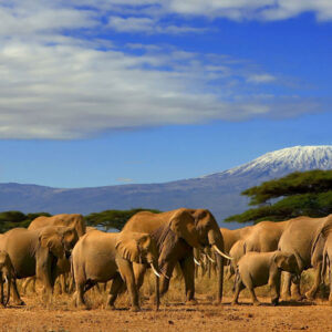 راهنمای سفر به کنیا