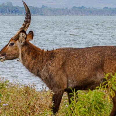 Lake Naivasha Country Club kenya (44)