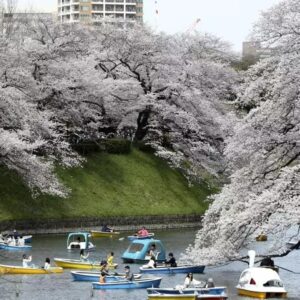 هانامی: جشن شکوفه های گیلاس در ژاپن